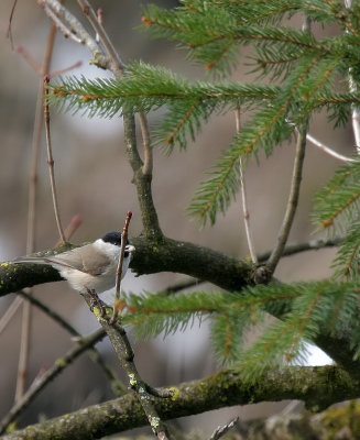 Sumpfmeise / Marsh Tit