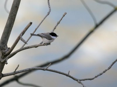 Sumpfmeise / Marsh Tit