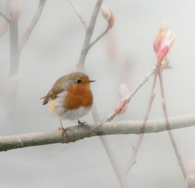 Rotkehlchen / European Robin