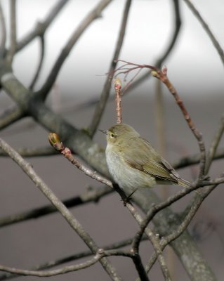 Zilpzalp / Common Chiffchaff