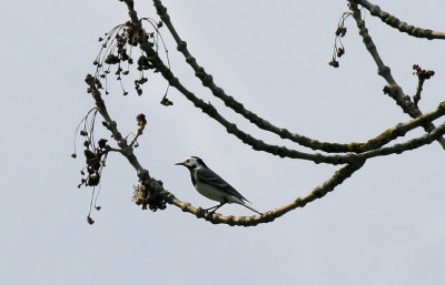 Bachstelze / White Wagtail