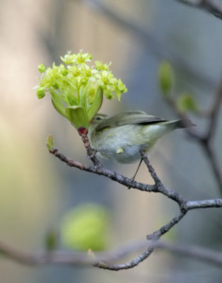 Zilpzalp / Common Chiffchaff