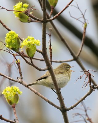 Zilpzalp / Common Chiffchaff