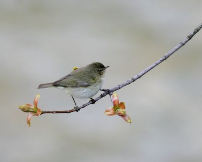 Zilpzalp / Common Chiffchaff