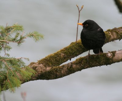 Amsel / Common Blackbird
