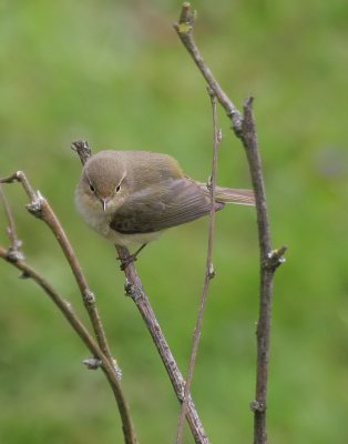 Zilpzalp / Common Chiffchaff