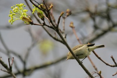 Zilpzalp / Common Chiffchaff