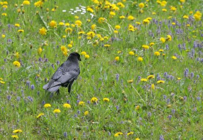 Rabe / Northern Raven