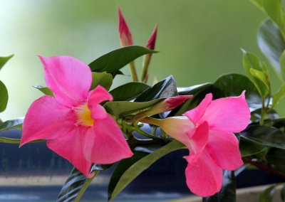 Dipladenia