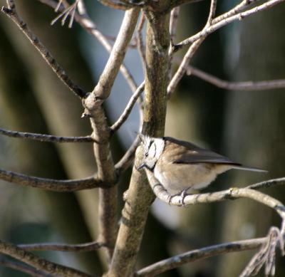 Haubenmeise / European Crested Tit