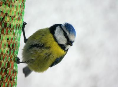 Blaumeise / Blue Tit