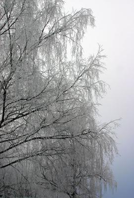 Winter-Birke