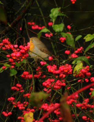 Rotkehlchen / European Robin