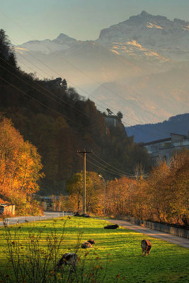 Abendsonne im Langgetli Netstal