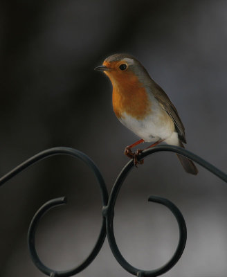 Rotkehlchen / European Robin
