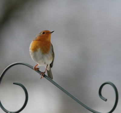 Rotkehlchen / European Robin