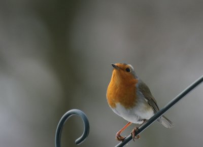 Rotkehlchen / European Robin
