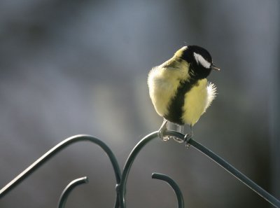 Kohlmeise / Great Tit