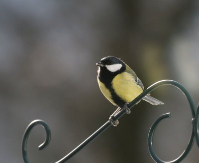 Kohlmeise / Great Tit