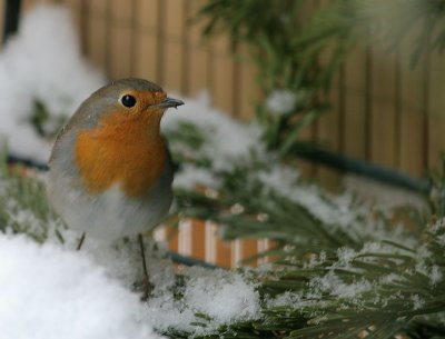 Rotkehlchen / European Robin