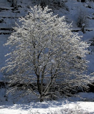 Baum im Langgetli