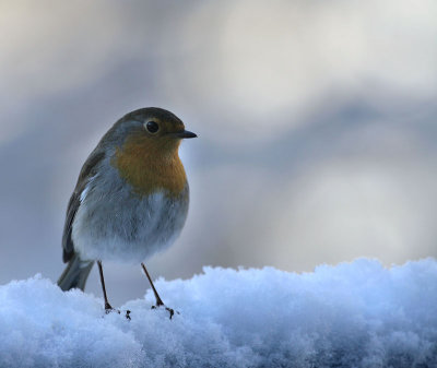 Rotkehlchen / European Robin