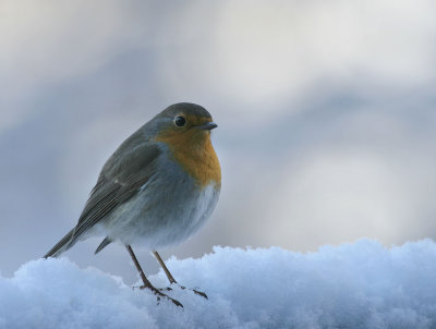 Rotkehlchen / European Robin