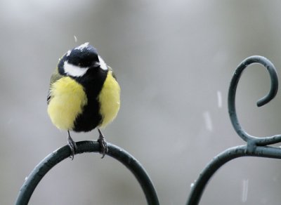 Kohlmeise / Great Tit