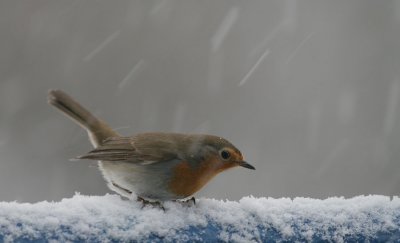 Rotkehlchen / European Robin