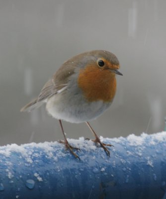 Rotkehlchen / European Robin