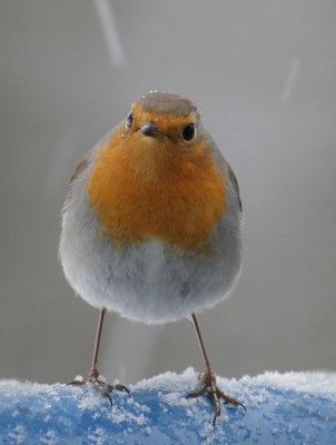 Rotkehlchen / European Robin
