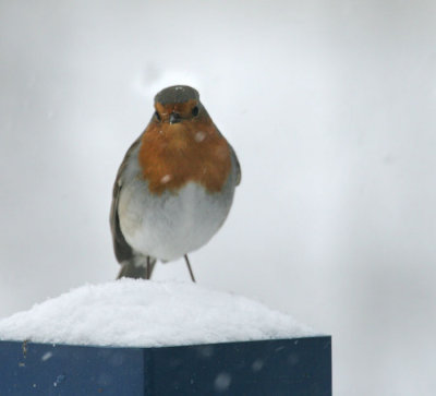 Rotkehlchen / European Robin