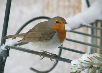 Rotkehlchen / European Robin