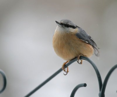 Kleiber / Eurasian Nuthatch