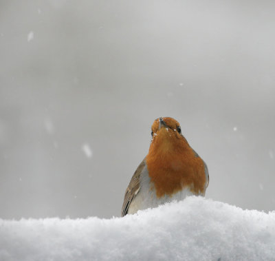 Rotkehlchen / European Robin
