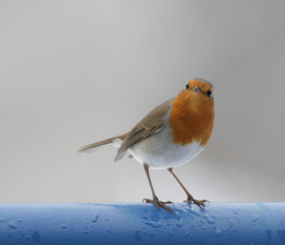 Rotkehlchen / European Robin