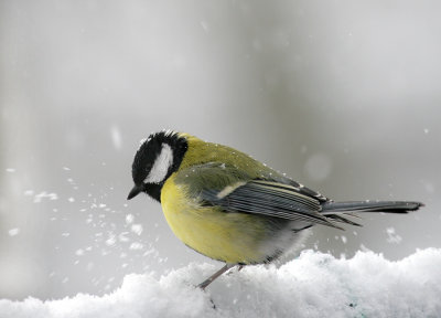 Kohlmeise / Great Tit