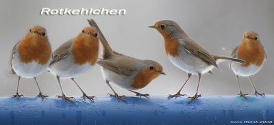 Rotkehlchen / European Robin