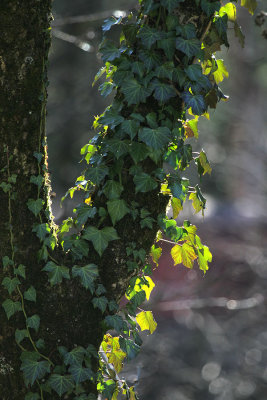 Baum in der Abendsonne