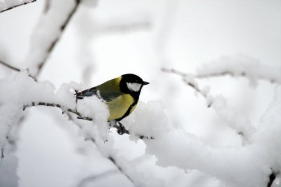 Kohlmeise / Great Tit