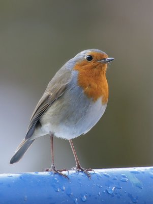Rotkehlchen / European Robin