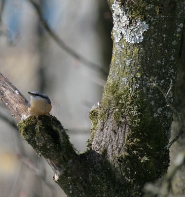 Kleiber / Eurasian Nuthatch