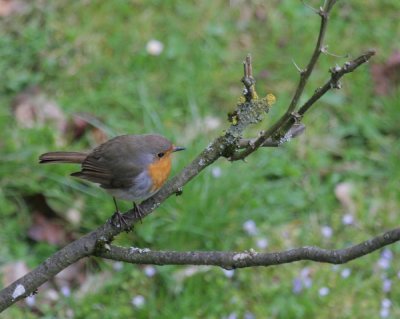 Rotkehlchen / European Robin
