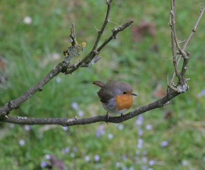 Rotkehlchen / European Robin