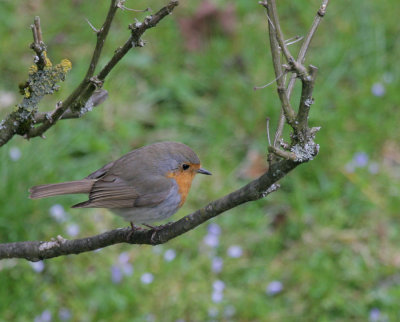 Rotkehlchen / European Robin
