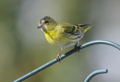  Erlenzeisig / Eurasian Siskin