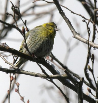  Erlenzeisig / Eurasian Siskin