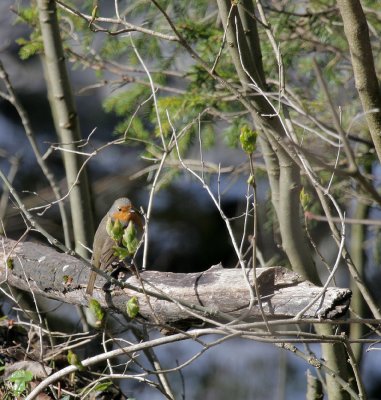 Rotkehlchen / European Robin
