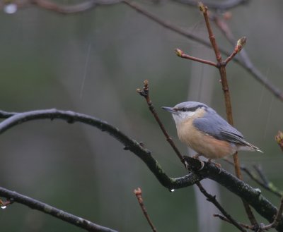 Kleiber / Eurasian Nuthatch