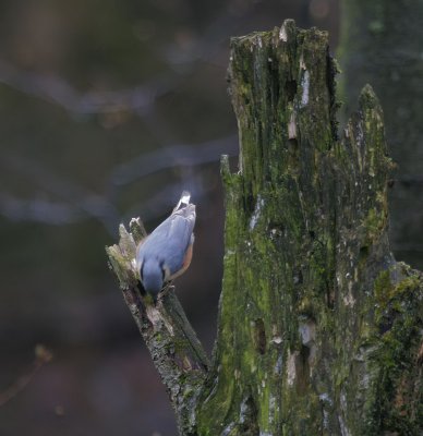 Kleiber / Eurasian Nuthatch